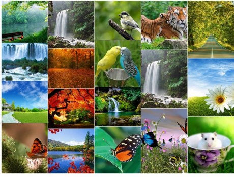 WordPress Collage Plugin